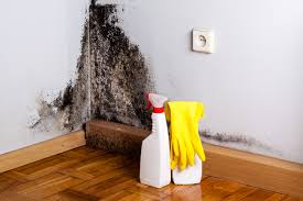 Best Black Mold Removal  in Washburn, WI